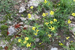 Senecio tenuifolius